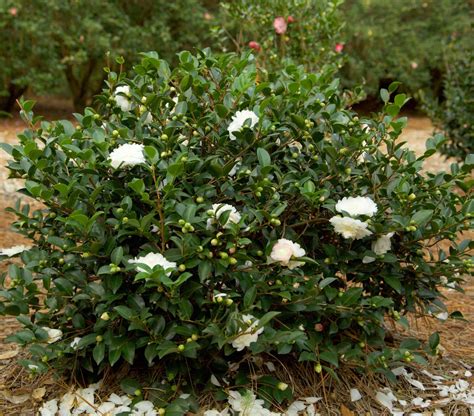 October Majic White Shishi Camellia: A Delicate Beauty